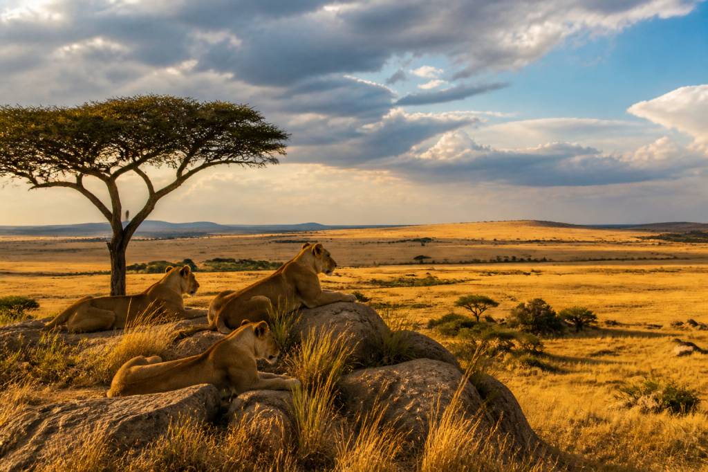 Parc du serengeti : les paysages et la faune à ne pas manquer